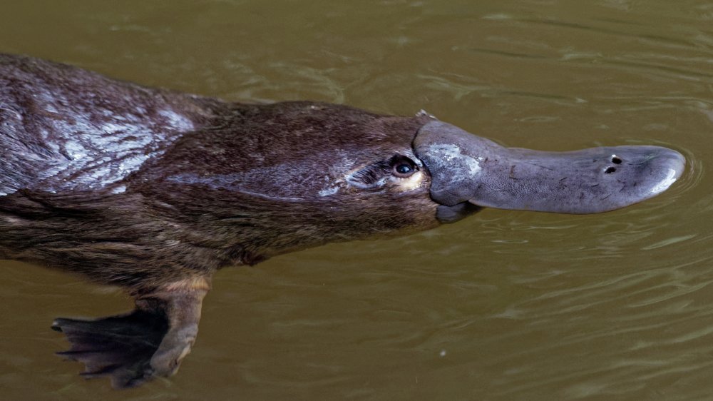 Platypus