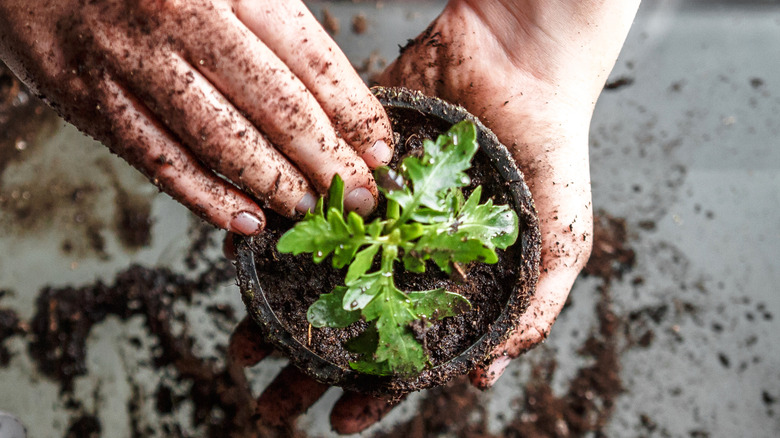 Hands with small plant in a pot