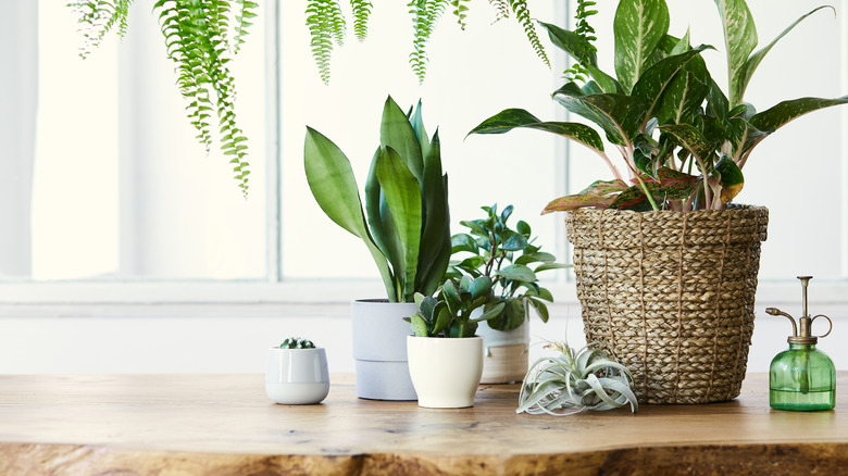 Plants of various sizes in pots on a surface