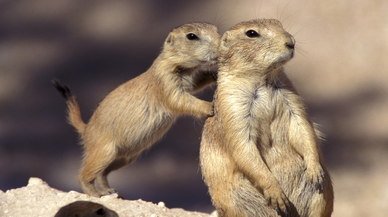 Two prairie dogs leaning against each other