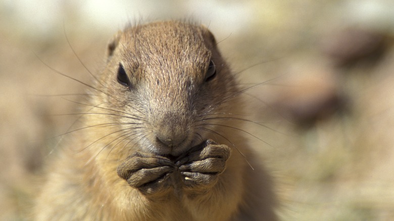 A prairie dog eating