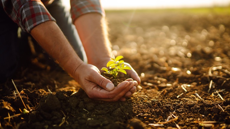 Plant growing