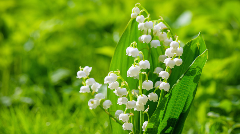 lily of the valley flower