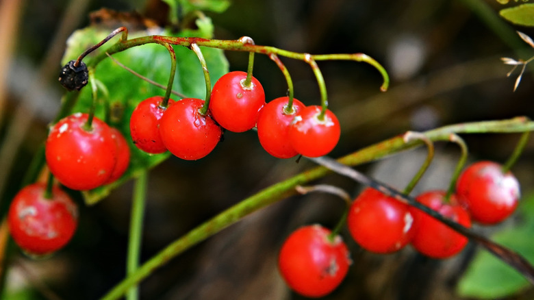 lily of the valley berries