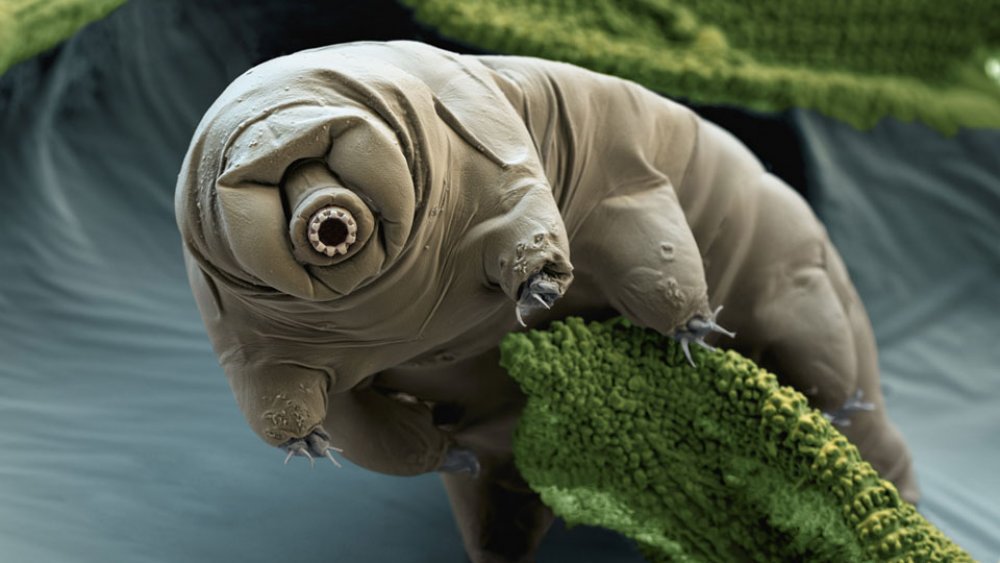 Tardigrade