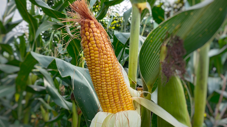 Corn on the cob