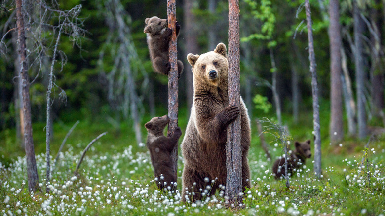 Bear mom and cubs