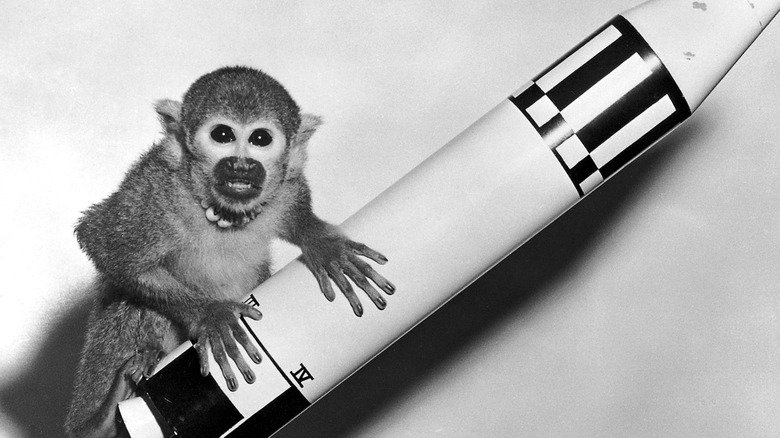 Monkey atop model rocket white background