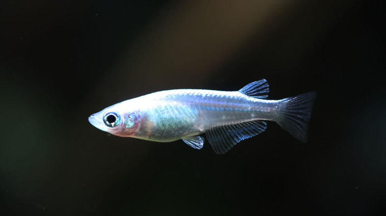 Blue/grey Japanese rice fish black background