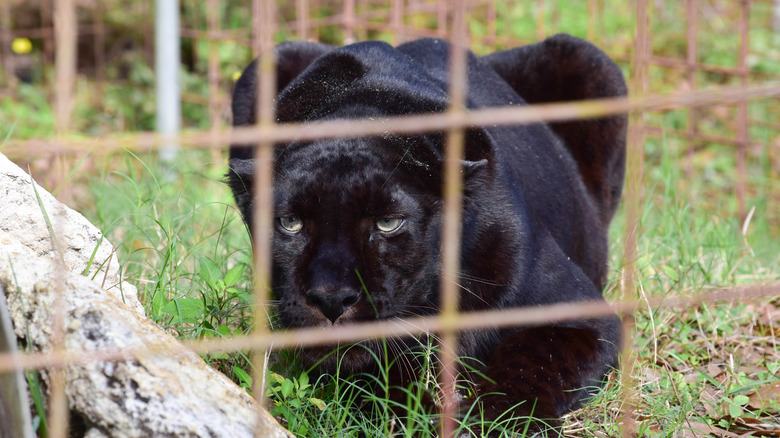 a big cat in a cage