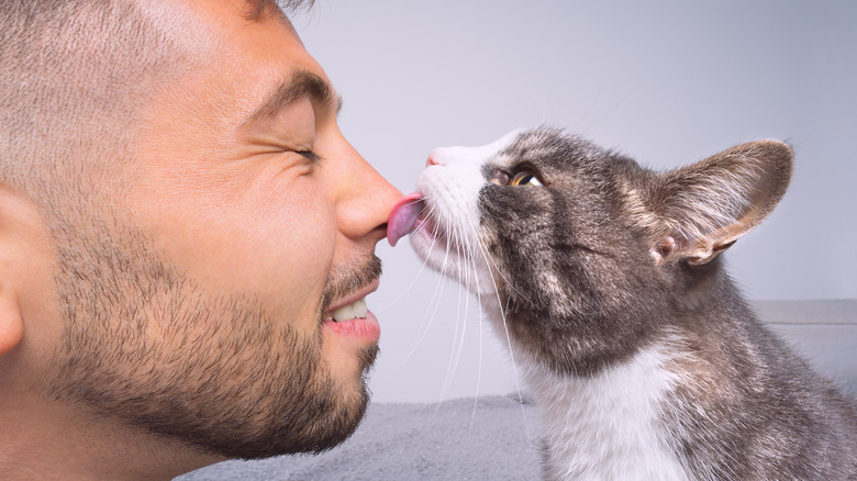 Cat licking human's nose