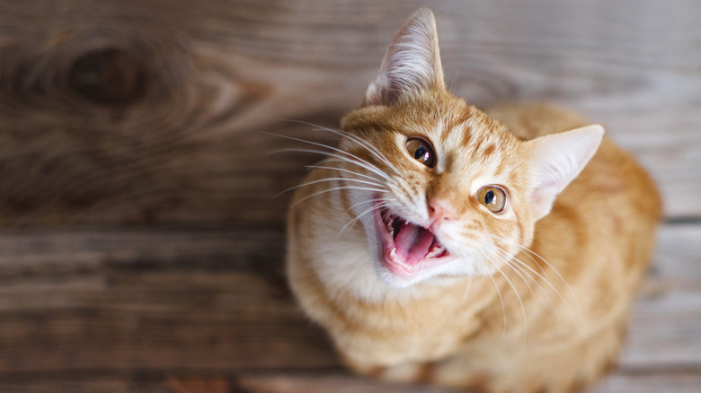Orange cat meowing