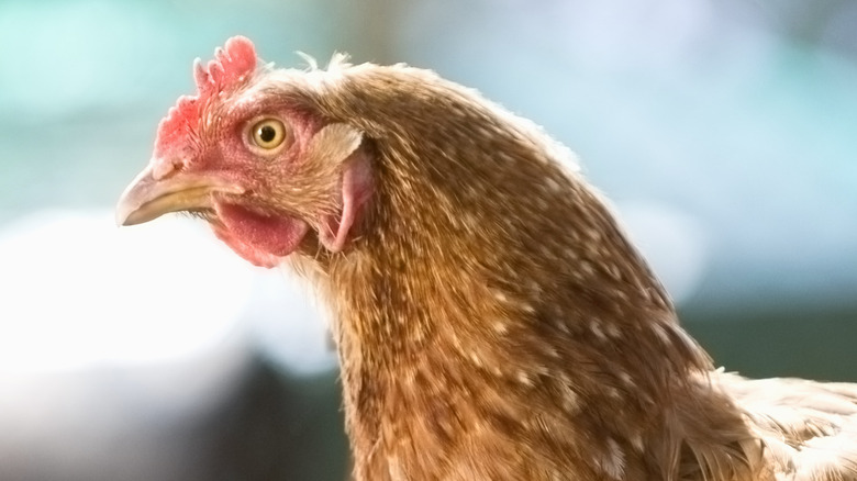 Chicken close-up