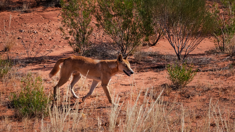 Dingo roaming in countryside