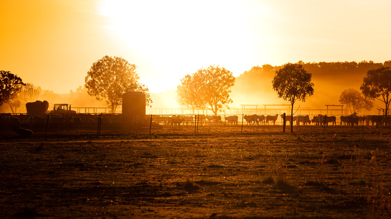cattle yard northern territory