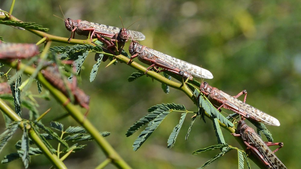 Locusts