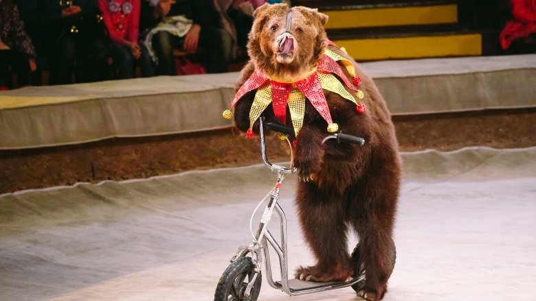 circus bear