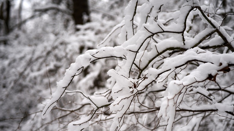 Snow on branches of tree