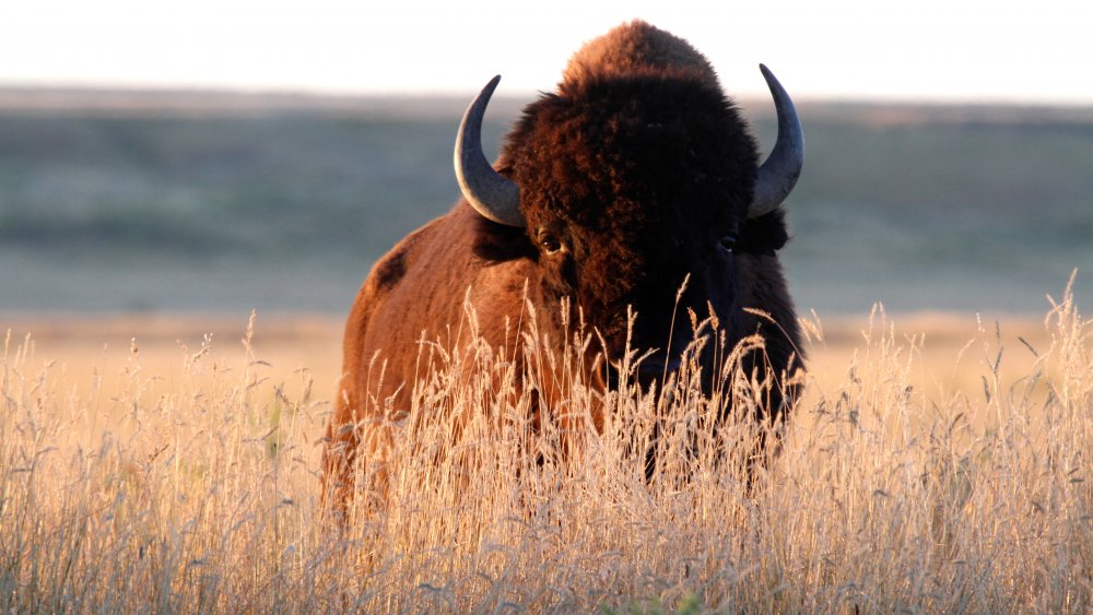 American Bison