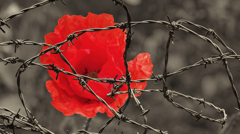 poppy barbed wire