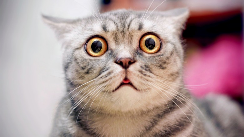 Surprised cat 