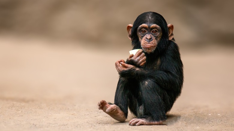 Chimp sitting