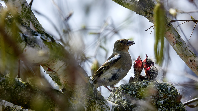 Bird mother feeding chicks