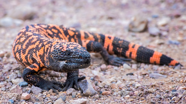 A Gila monster