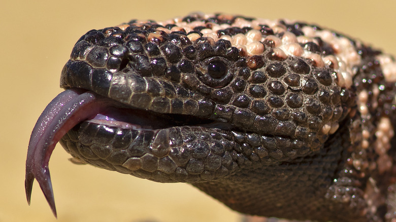 A Gila monster