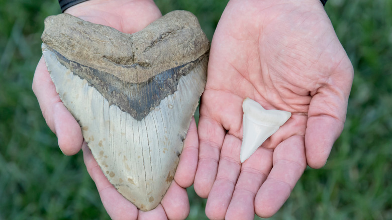 megalodon vs modern shark tooth