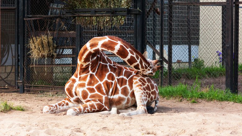 Crazy Facts You Didn't Know About Giraffes