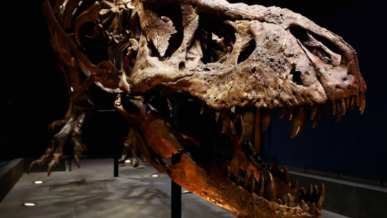 big t-rex skull