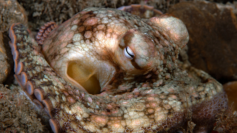 Close-up of resting octopus