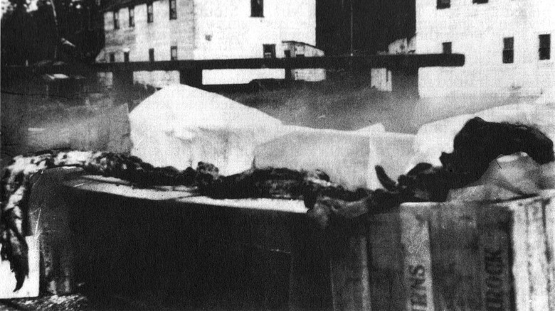 Cadborosaurus remains from October, 1937