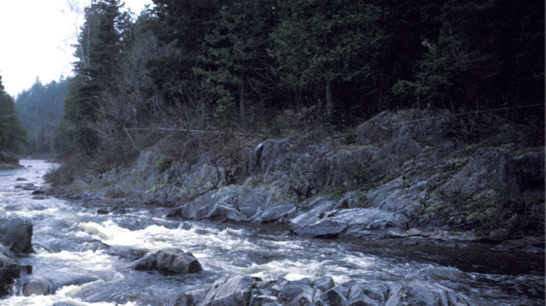 Edge of the Dungarvon River