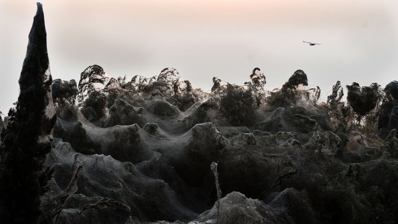 Spiderwebs in Greece