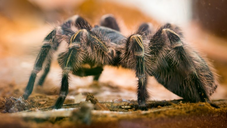 Tarantula