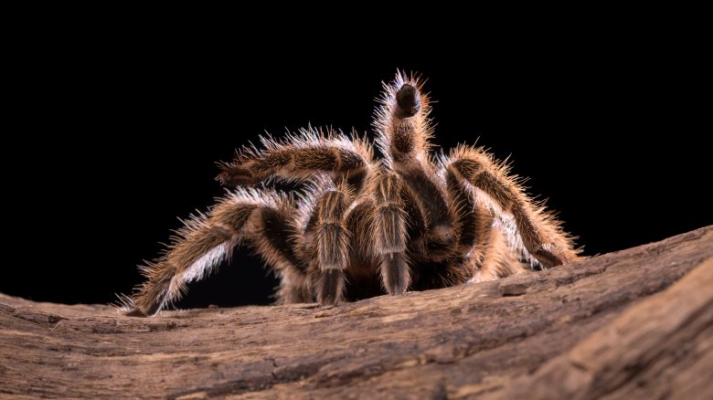 Chilean Rose tarantula