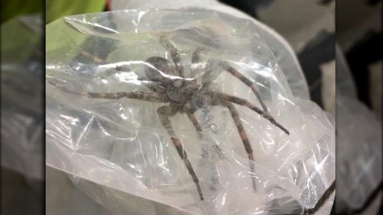 Fishing spider