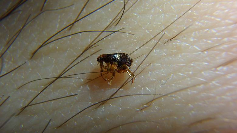 A flea trying to bite onto human skin.