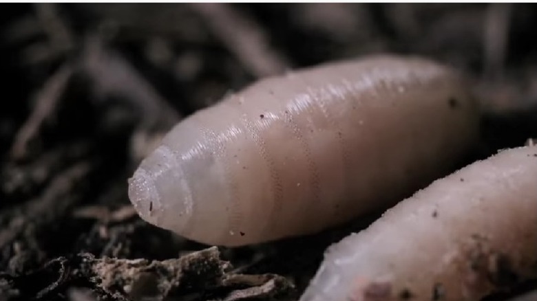 maggots on ground