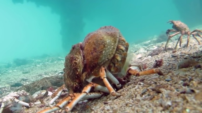 spider crab molting in aquarium