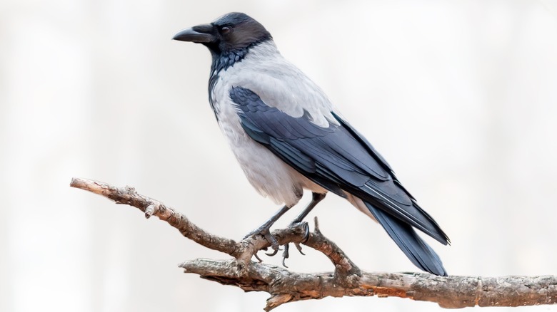 Hooded crow perched on a branch