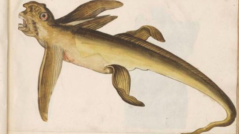 Drawing of a Steller's sea ape