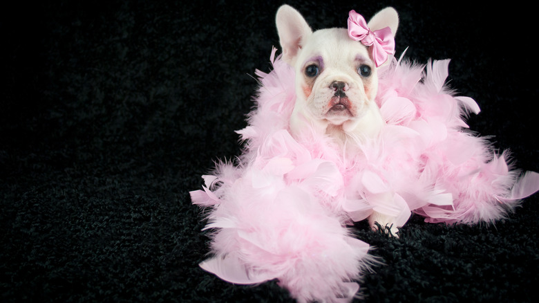 dog in feather costume