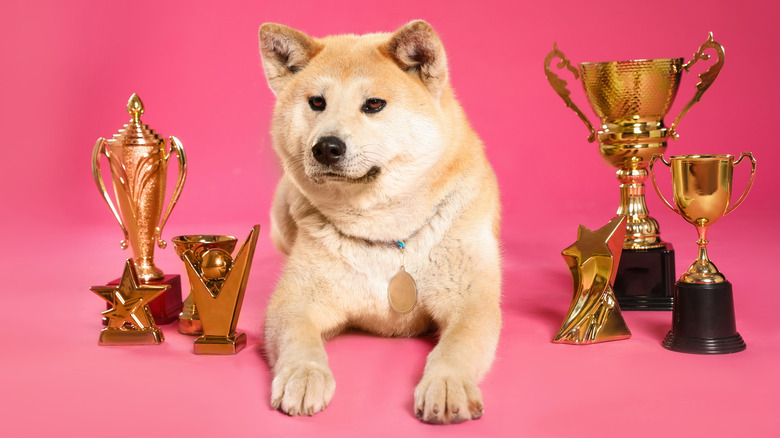 dog with trophies