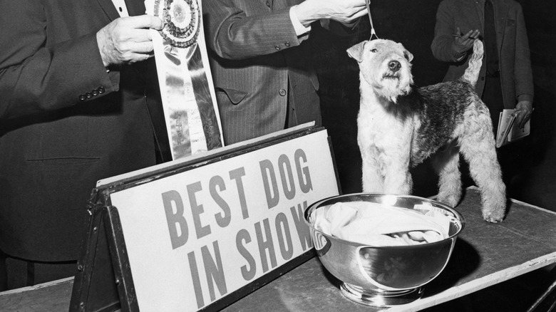 dog show winner