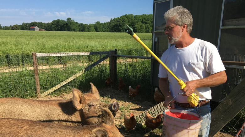Pig farmer with prod