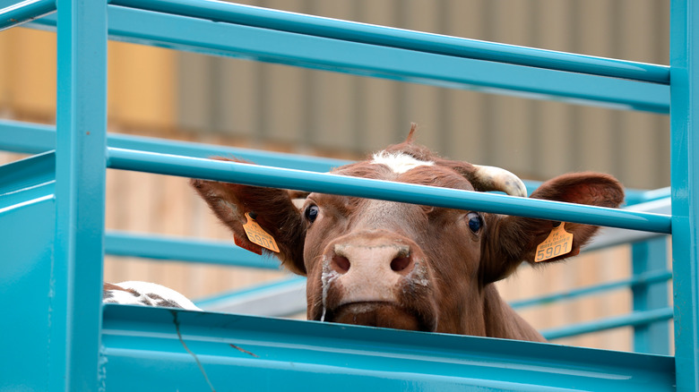 Calf being transported