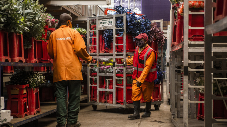 workers moving crates of flowers